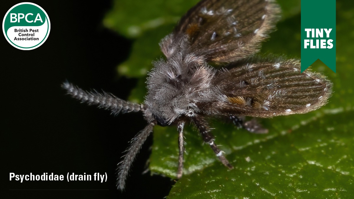 tiny flies c2 tiny flies c2